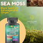 Sea Moss, Black Seed Oil, Ashwagandha, Ginger